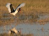 Africa 027 : Africa, Animal, Bird, Botswana, Okavango, Saddle-billed Stork, Vumbura Plains